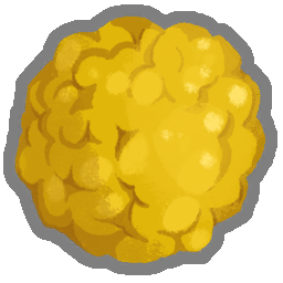 花粉の核